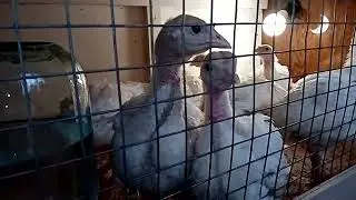 Индюки Хайбрид Конвертер, пропойки, кормление, уход.