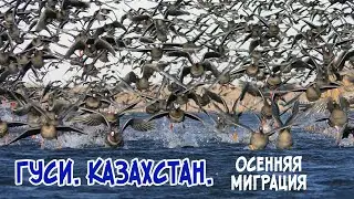 Geese. Kazakhstan. Autumn migration.