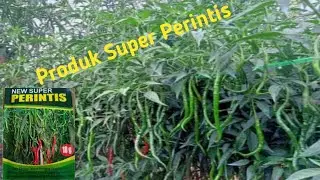 CABE LOKAL SUPER PERINTIS TAHAN TERHADAP VIRUS LAYU FUSARIUM 