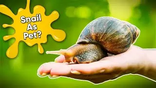21 Facts About Keeping Snail As a Pet | Garden Snail Pet Care 101