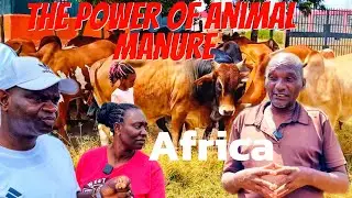 The power of Animal Manure,Africa.