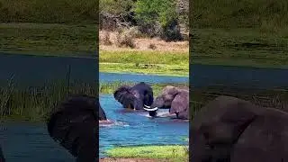 Elephant Pool Party