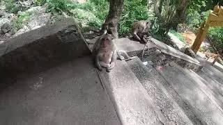 Heartwarming: Elderly Monkey Adopts Orphaned Baby Monkeys!