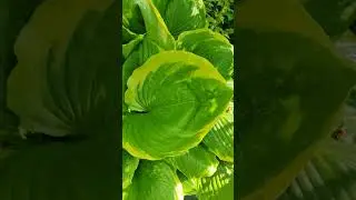 хоста Винтер Сноу 