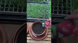 СЕЮ ЛУК ТОЛЬКО ТАК!