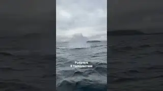 Териберка. Кит выпрыгнул из воды. 