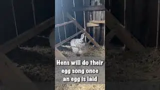 Singing that EGG Song!