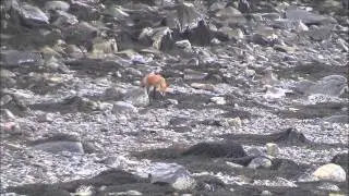 Red foxes (