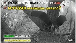 The hawk checked the nest...? Malwin on the branch. Black Storks from Poland 2017