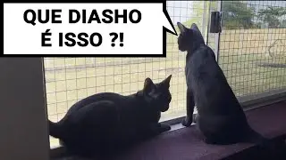A chegada no novo lar 😄 | Júlio e Eu 😼🧔🏻