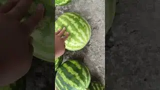Арбуз арбуз привет