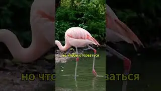 Все о фламинго: удивительные особенности розовых птиц #животные#рекомендации #shorts #фламинго