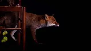My fox on stage