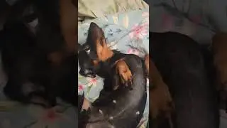 Смотри какая красота🐕