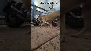 Só queria tirar uma foto da moto