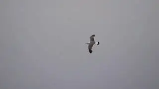 SIGMA 100-400mm F5-6.3 DG DN OS 렌즈 AF 테스트