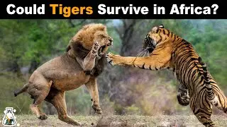 Could Tigers Live in Africa With Lions and Hyenas?