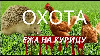 Ежик Чуня охотится за курицей! Смотрите это ЖЕСТЬ!
