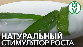 ВОЛШЕБНАЯ СИЛА АЛОЭ ДЛЯ СЕМЯН! Приготовьте действенный стимулятор роста своими руками