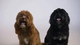 dog mating