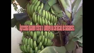 QUANDO RETIRAR o (UMBIGO OU CORAÇÃO) DA BANANEIRA.