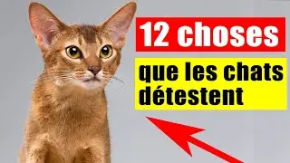 The 12 Things Cats Hate the Most | Incredibly Top