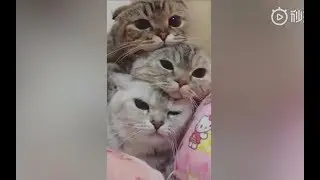 猫究竟能叠几层？现实中的叠猫猫，太可爱了