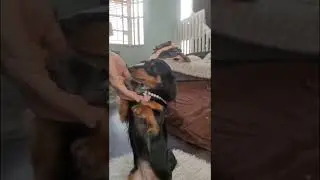 One year old miniature long haired weiner dog standing for a long time