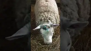 Стойловое содержания овец , ягнение овец.