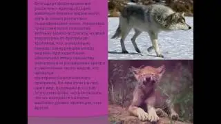 Презентация Идиоадаптация презентация