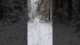 Тропа в зимнем лесу