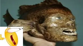 goofy ahh fish 💀 | Memetober #30