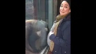 Orangutan Gives Pregnant Woman's Belly a Kiss