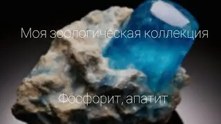фосфорит (минералы)