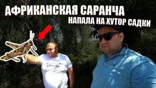 На хутор Садки напала Африканская саранча.