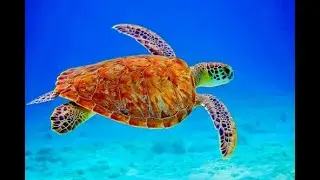 A Turtles Lovers Overload