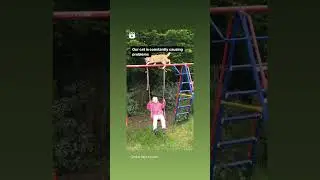 Качели и прогулка котика.