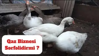 Qaz biznesi serfəlidirmi ❓