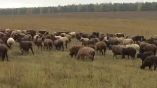 Барашки на продажу Казань | Татарстан