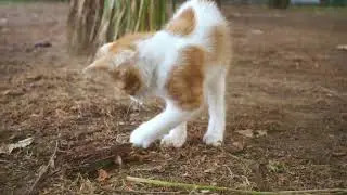 Adorable playful yellow kitten is playing with palm tree