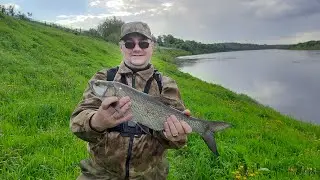 Река Западная Двина. Щука и Жерех избавили нас от бесклёвья.