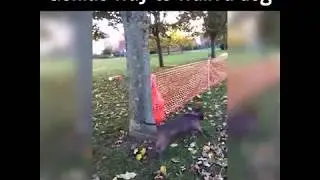 Genius Way To Walk A Dog