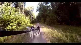Хаски: Байк-джоринг