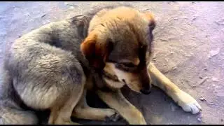 сбачка плачет...;(((