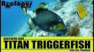 Marine life of Koh Tao - Titan Triggerfish