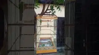 galo de campina açoitando