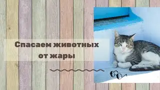 Спасаем питомцев от жары