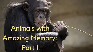 Beyond Human: The Incredible Memory Skills of Animals Revealed #animals #memory
