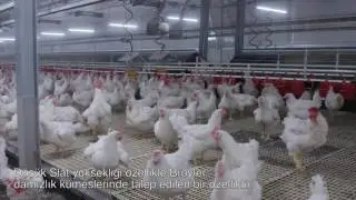 [TR] Tek katlı gübre bandı