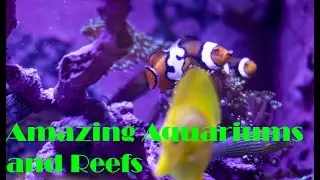 Amazing Aquariums and Reefs: Possibly my favorite Local Fish Store!!!